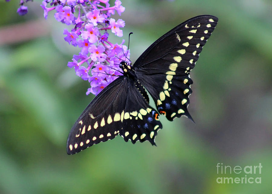 Black Swallowtail Beauty 2020 Photograph by Karen Adams