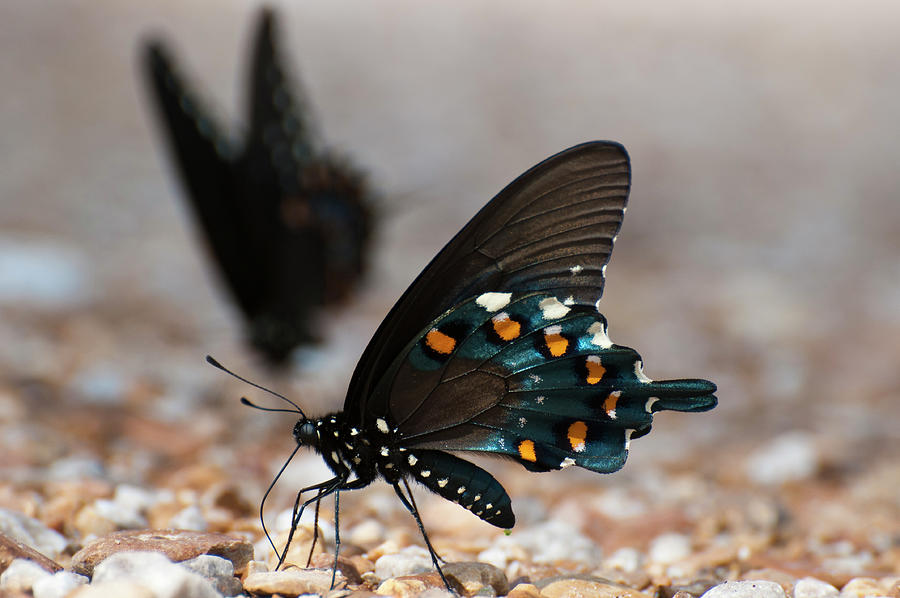 Black Swallowtail Butterflies Photograph by Robert Potts