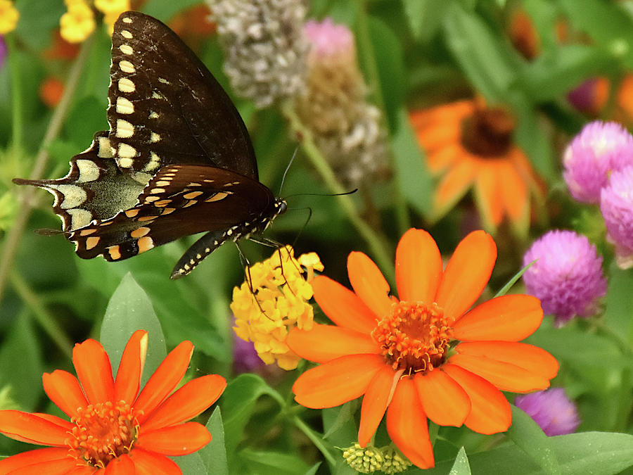 Black Swallowtail Butterfly and Flowers Photograph by Christopher Mercer