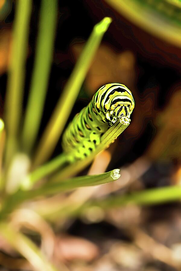 Butterfly Photograph - Black Swallowtail Butterfly Caterpillar 2 by Kay Brewer