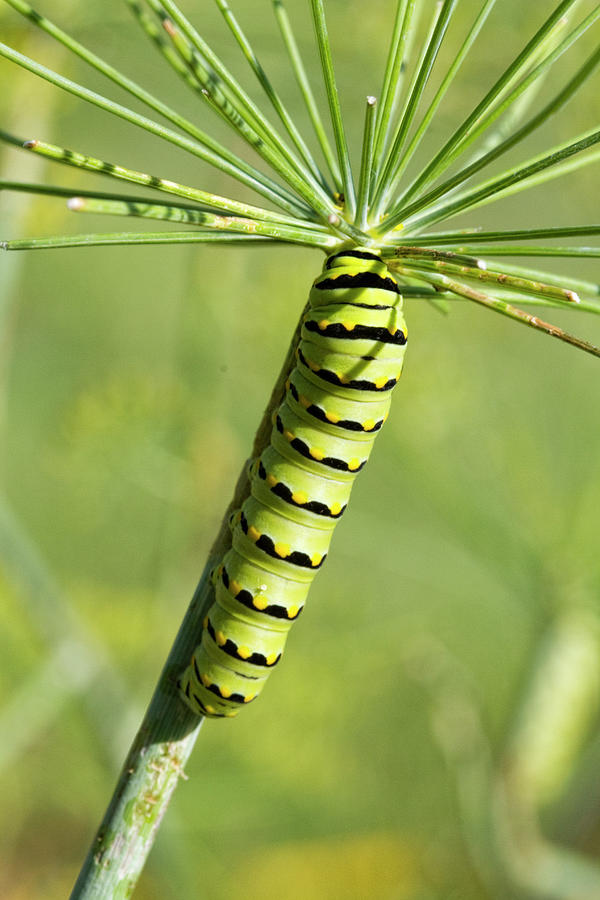 Black Swallowtail Butterfly Caterpillar on Dill Weed  Photograph by Kathy Clark