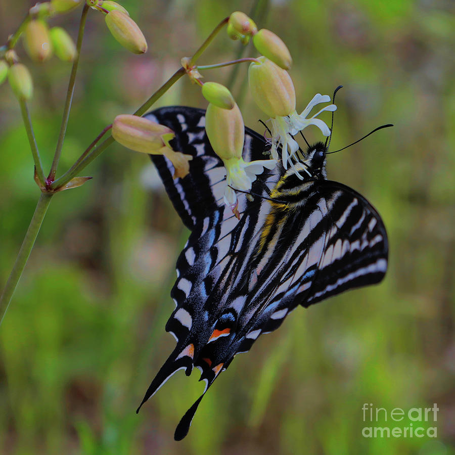 Flower Photograph - Black Swallowtail Butterfly by Douglas White