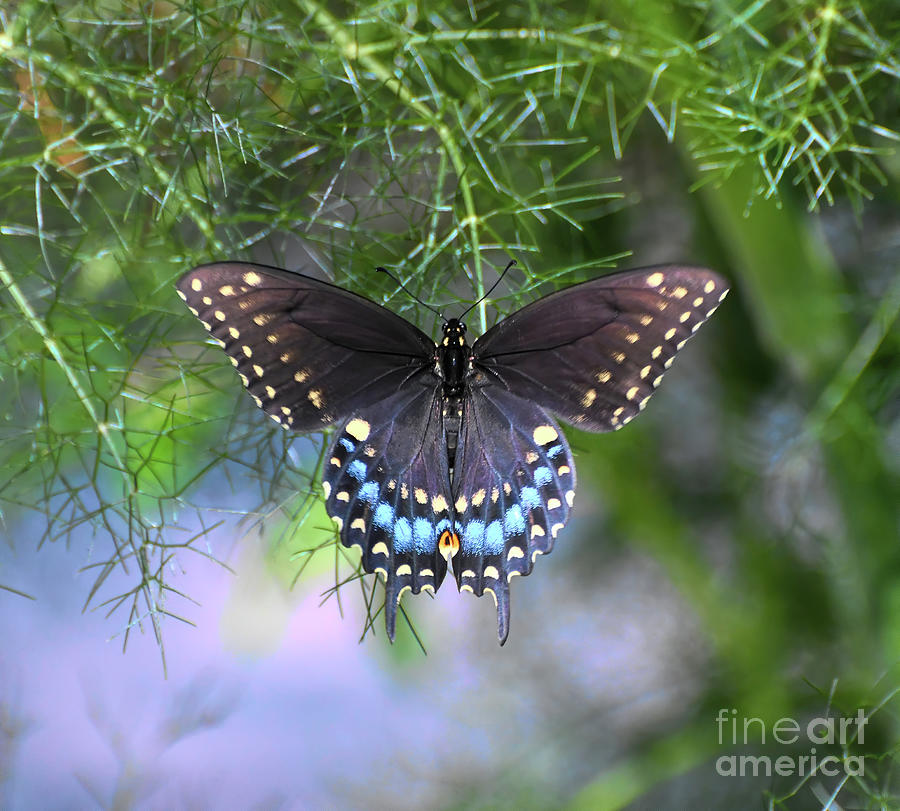Black Swallowtail Butterfly - Female Photograph by Kerri Farley