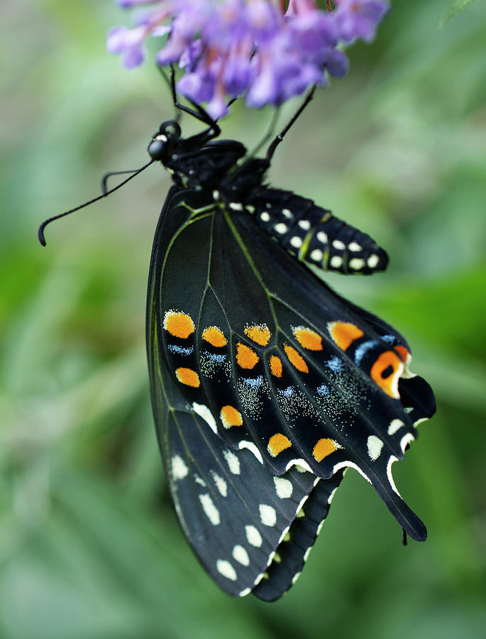 Black Swallowtail Butterfly Hatshling Photograph