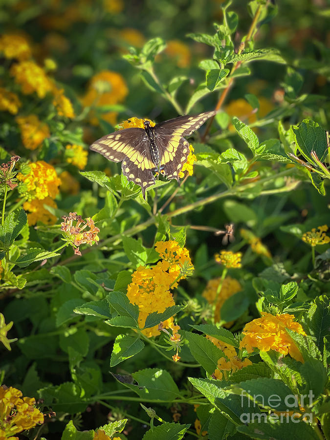 Black Swallowtail Butterfly Photograph by Nina Prommer