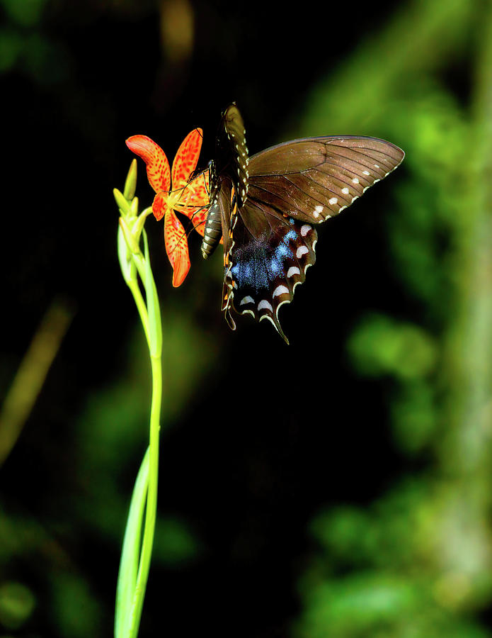 Black Swallowtail Butterfly On Blackberry Lily Photograph