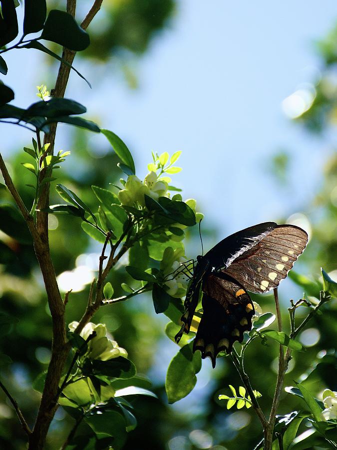 Black Swallowtail Butterfly On Jasmine Blooms Photograph by Christopher Mercer
