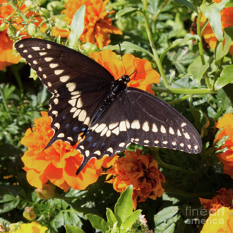 My Garden Flowers and Butterflies Art Print by Barbara McMahon - Pixels