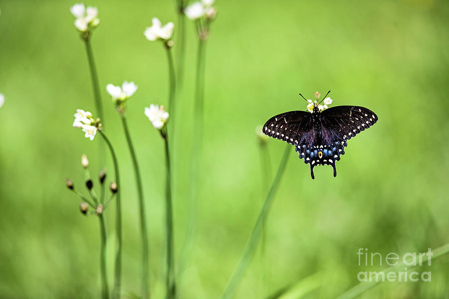 Black Swallowtail Butterfly Photograph by Scott Pellegrin