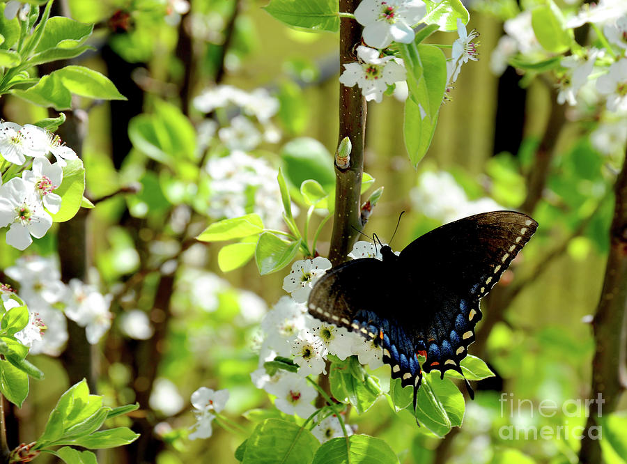 Black Swallowtail butterfly spreads his wings Photograph by Gunther Allen