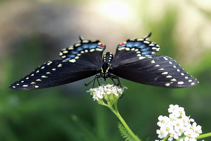 Black Swallowtail Butterfly Photograph by Stamp City