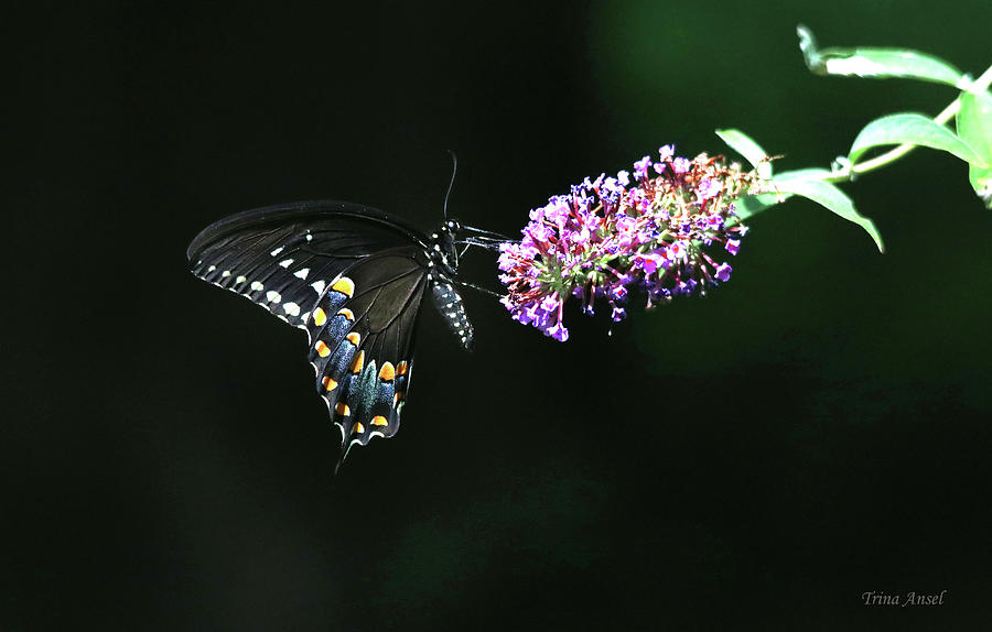 Black Swallowtail Butterfly Photograph by Trina Ansel