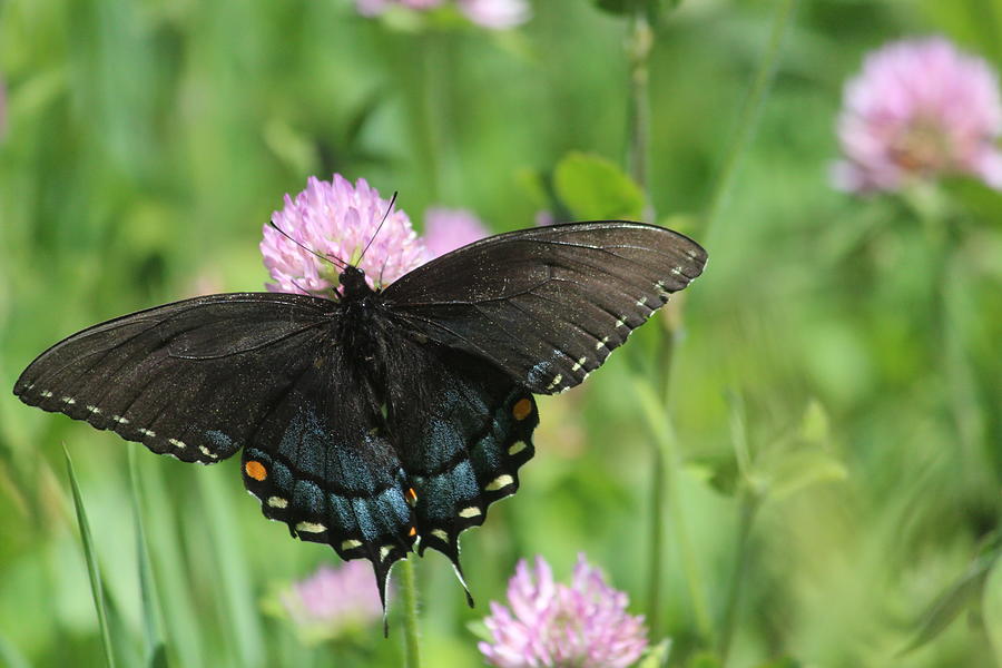 Black Swallowtail Photograph by Callen Harty