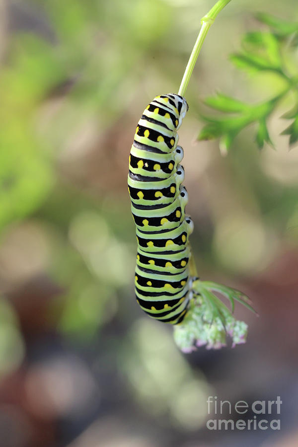 Black Swallowtail Caterpillar Hanging Around Photograph by Karen Adams