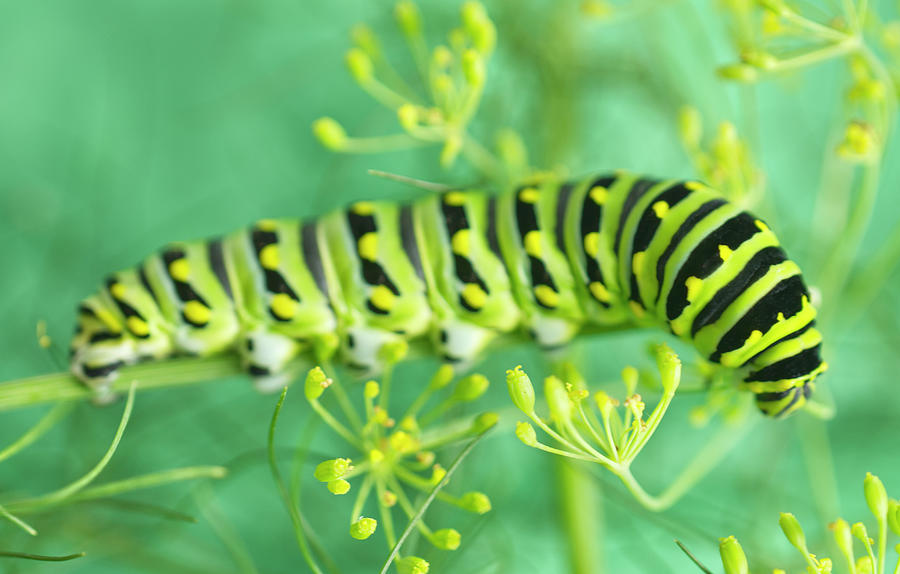 Black Swallowtail Caterpillar on Dill Blossoms Photograph by Iris ...