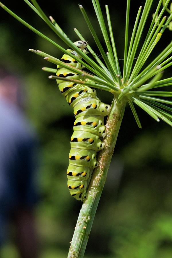 Black Swallowtail Caterpillar on Dill  Photograph by Kathy Clark