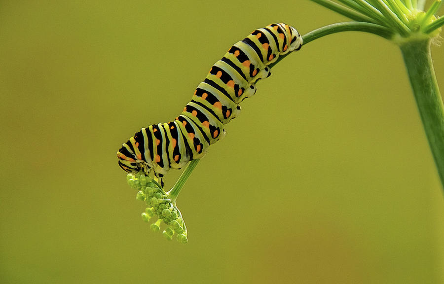 Black Swallowtail Caterpillar On Fennel Photograph