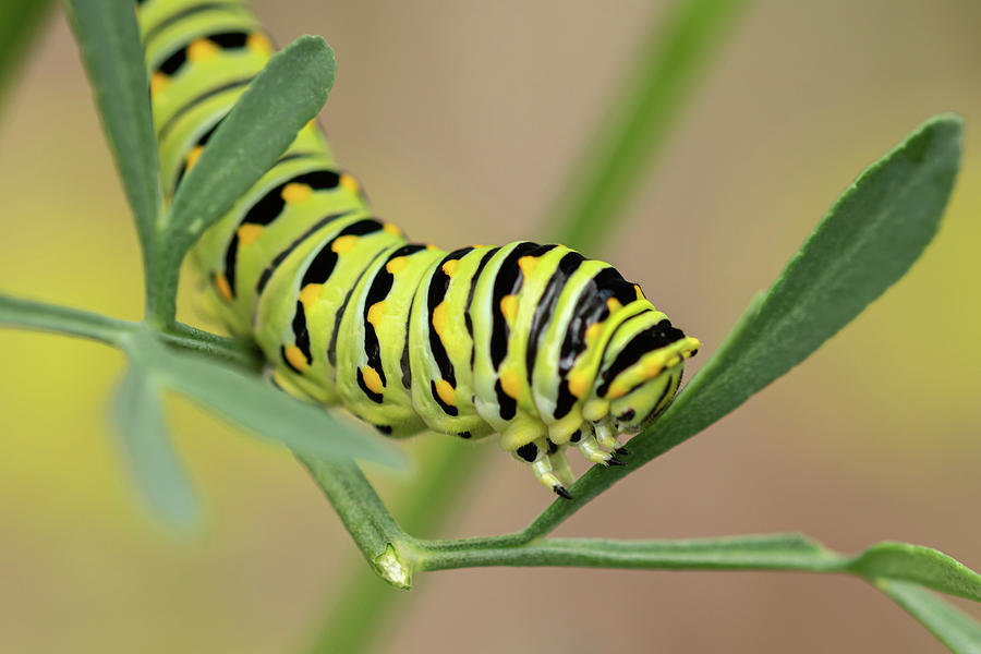 Black Swallowtail Caterpillar Photograph by Steve Ferro - Fine Art America