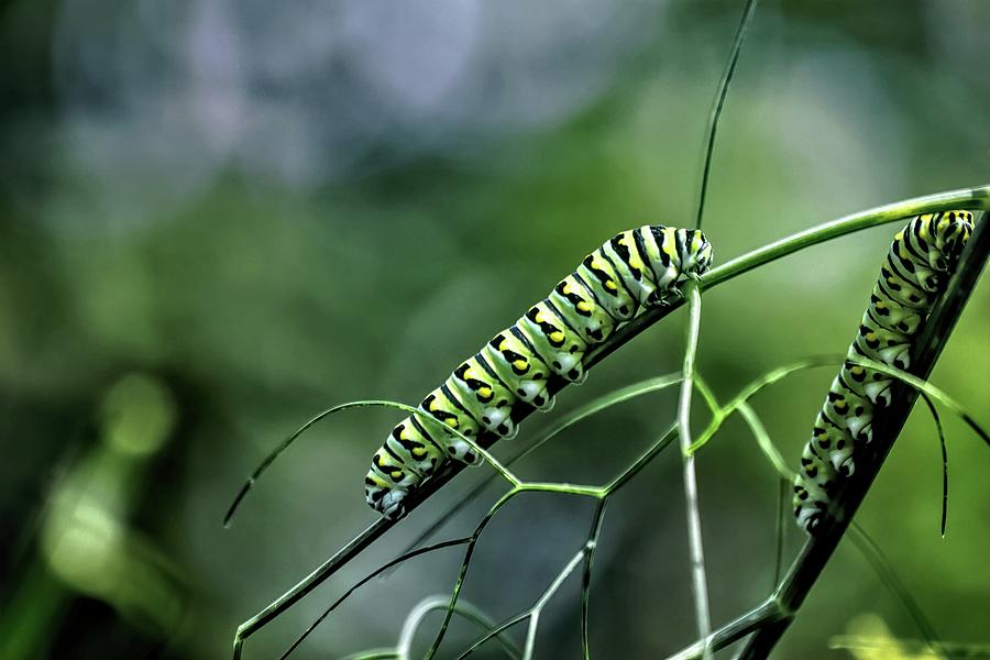 Black Swallowtail Caterpillars Photograph by Carol Montoya