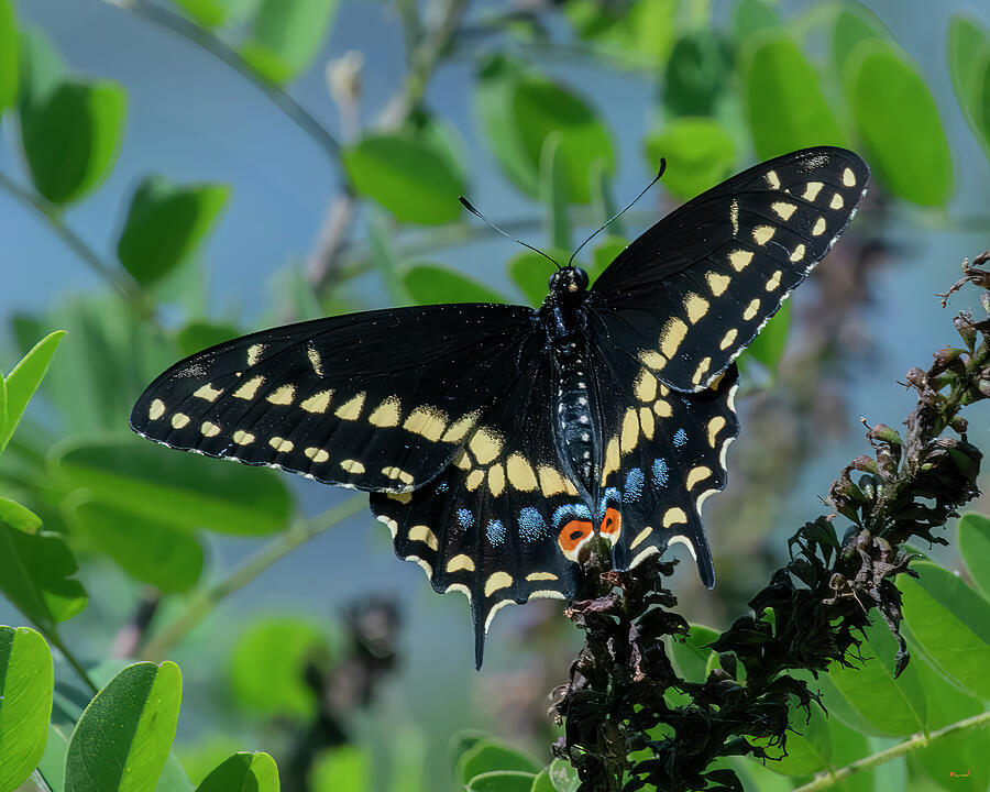 Black Swallowtail DIN0404 Photograph by Gerry Gantt Black Swallowtail DIN0404 Photograph by Gerry Gantt