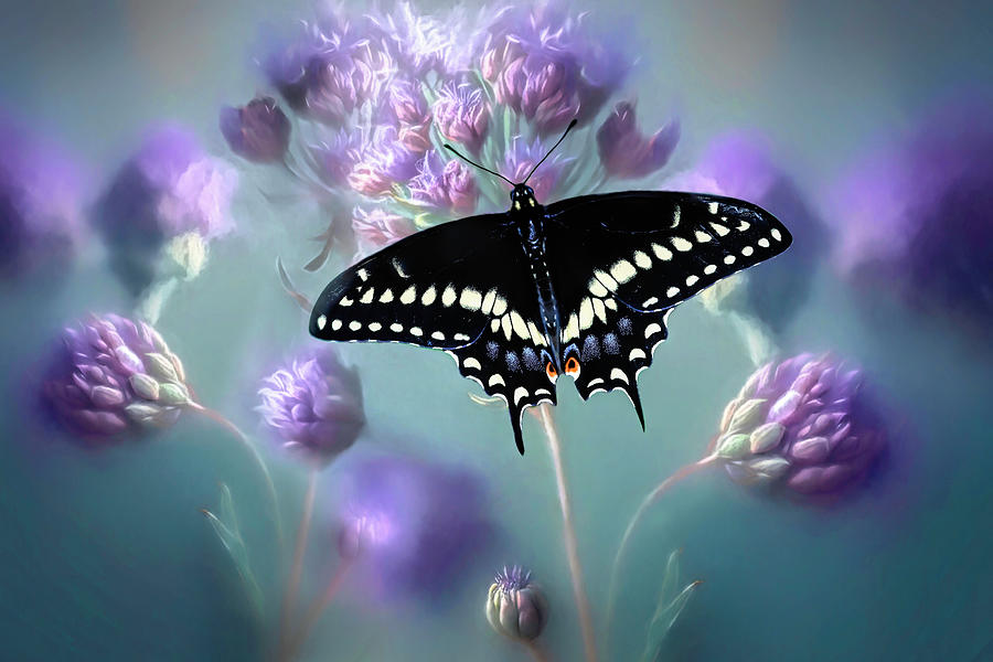 Black Swallowtail Photograph by Donna Kennedy