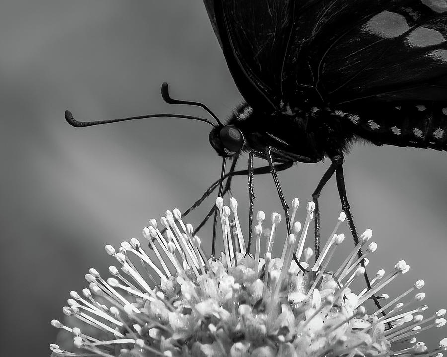 Black Swallowtail Feeding On A Flowering Rattlesnake Master Photograph by James Barber
