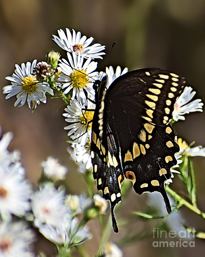 Black Swallowtail Photograph by Kathy M Krause