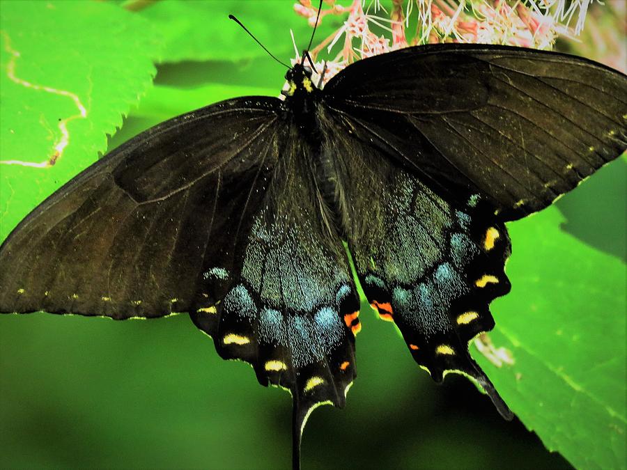 Black Swallowtail  Photograph by Lori Frisch