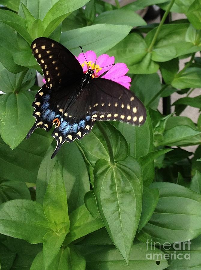 Black Swallowtail  Photograph by Nancy Kane Chapman