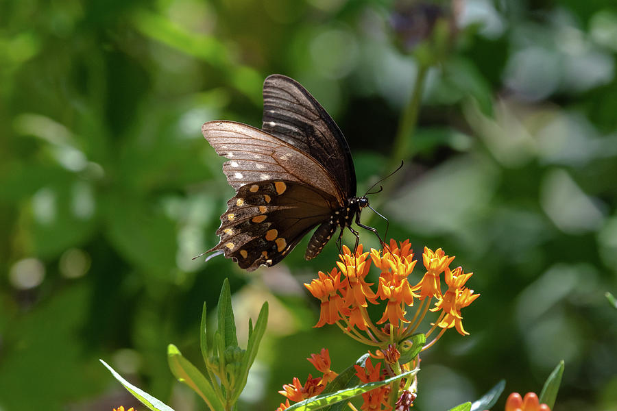 Black Swallowtail on Butterfly Weed Photograph by Rose Guinther