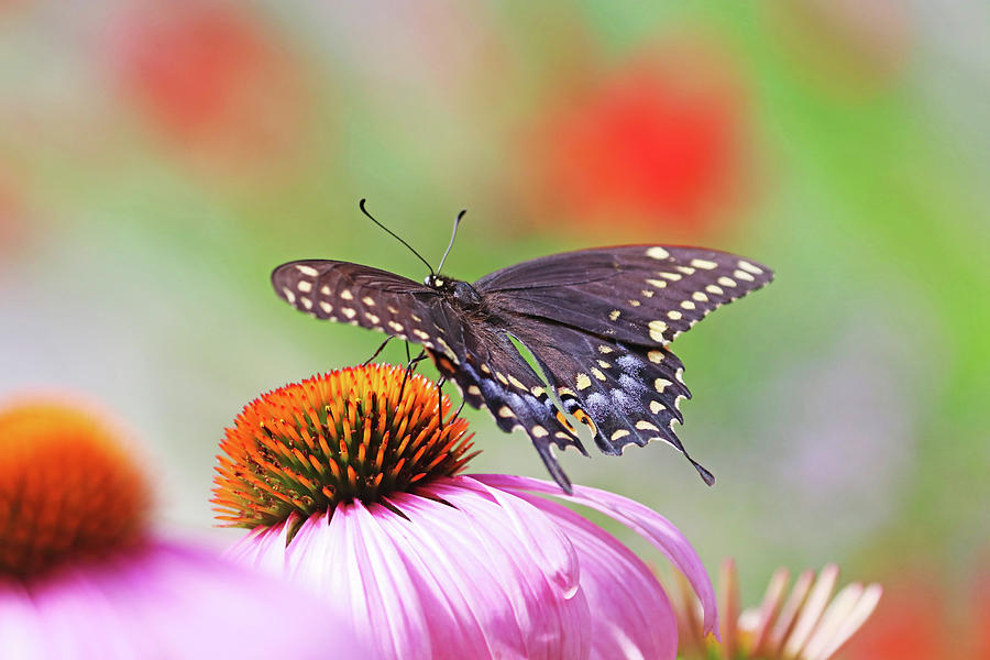 Black Swallowtail On Coneflower Photograph by Debbie Oppermann