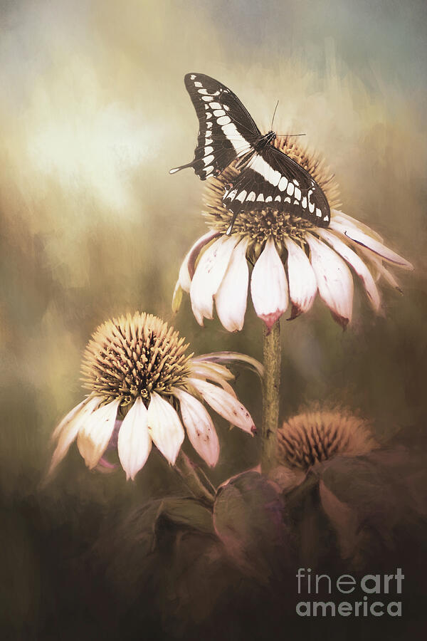 Black Swallowtail on Coneflower Mixed Media by Elisabeth Lucas - Fine ...