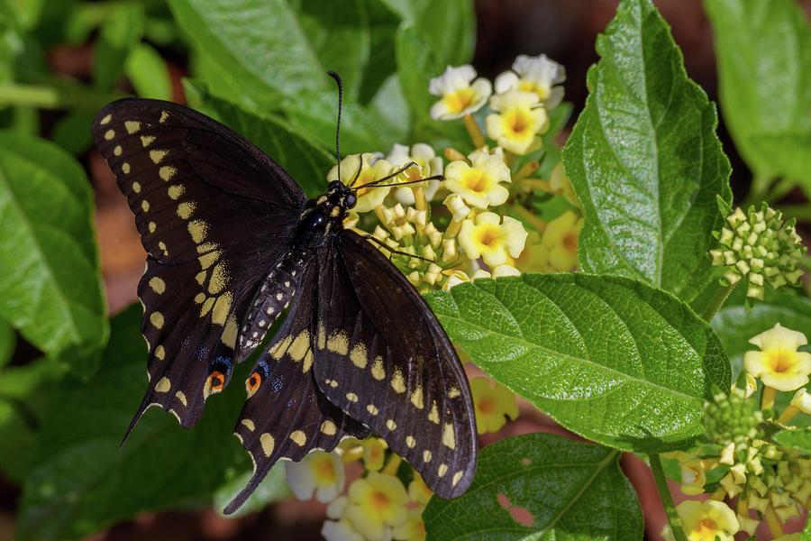 Black Swallowtail on Lantana Photograph by Liza Eckardt