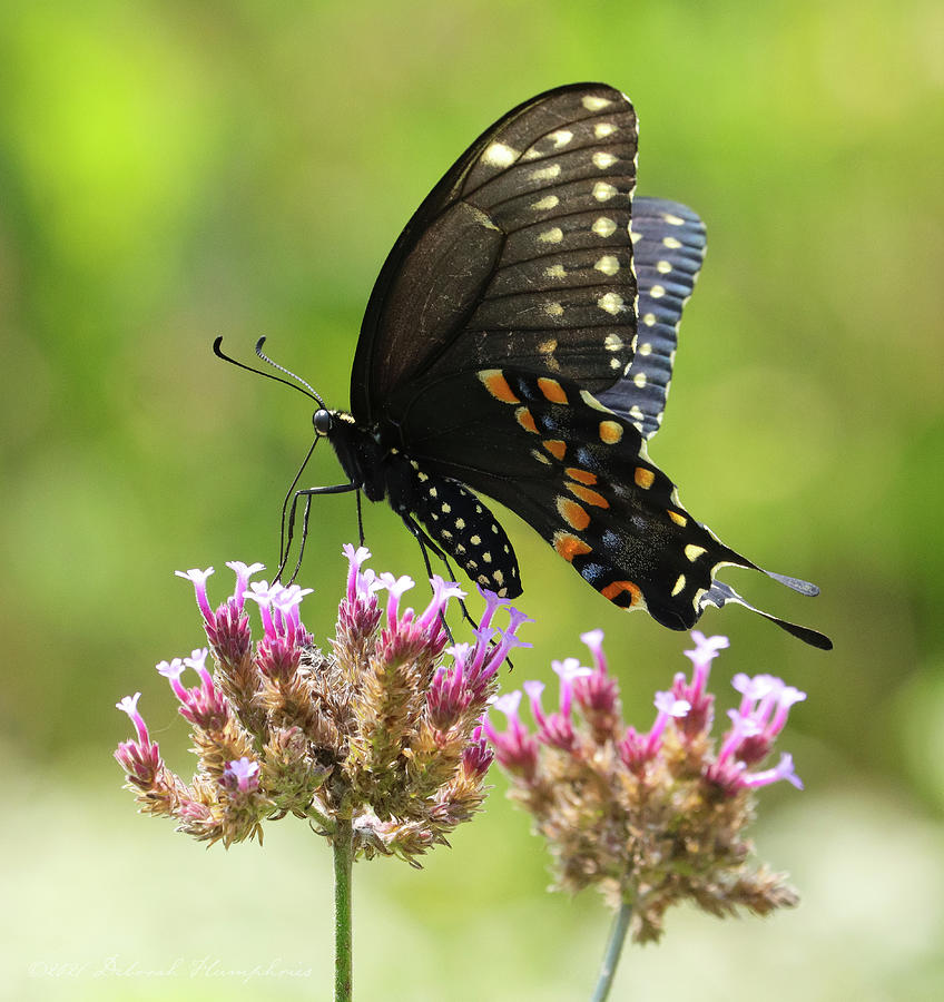 Black Swallowtail on Verbena Photograph by Deborah J Humphries