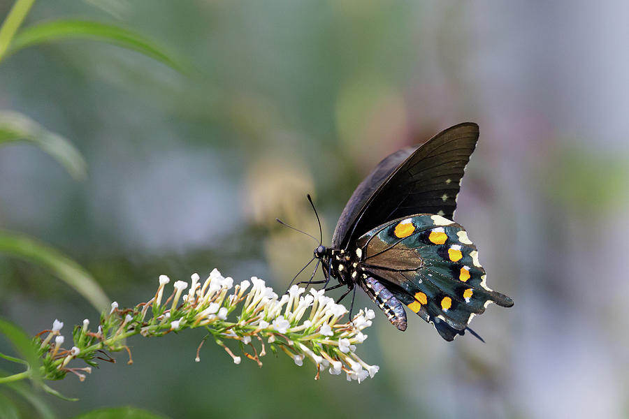 Black Swallowtail Posing Photograph by Steve Templeton