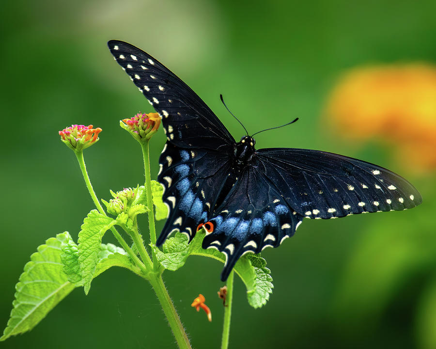 Black Swallowtail Photograph by Rachel Morrison