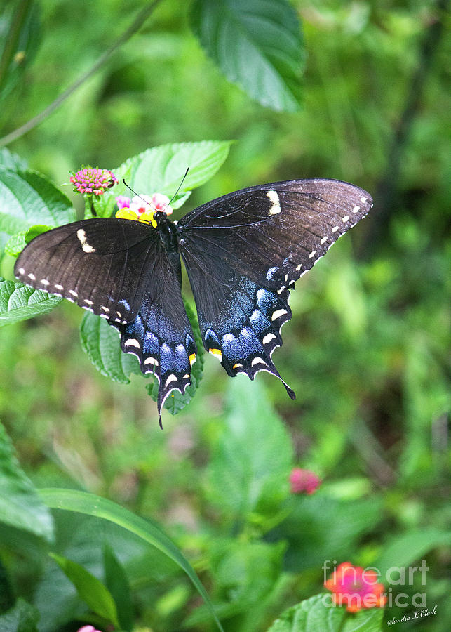 Black Swallowtail Photograph by Sandra Clark