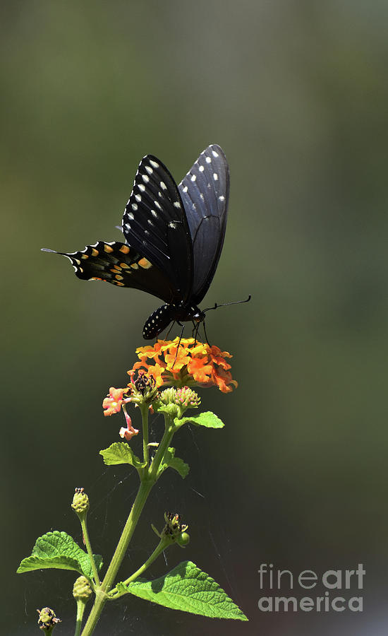 Black Swallowtail Photograph