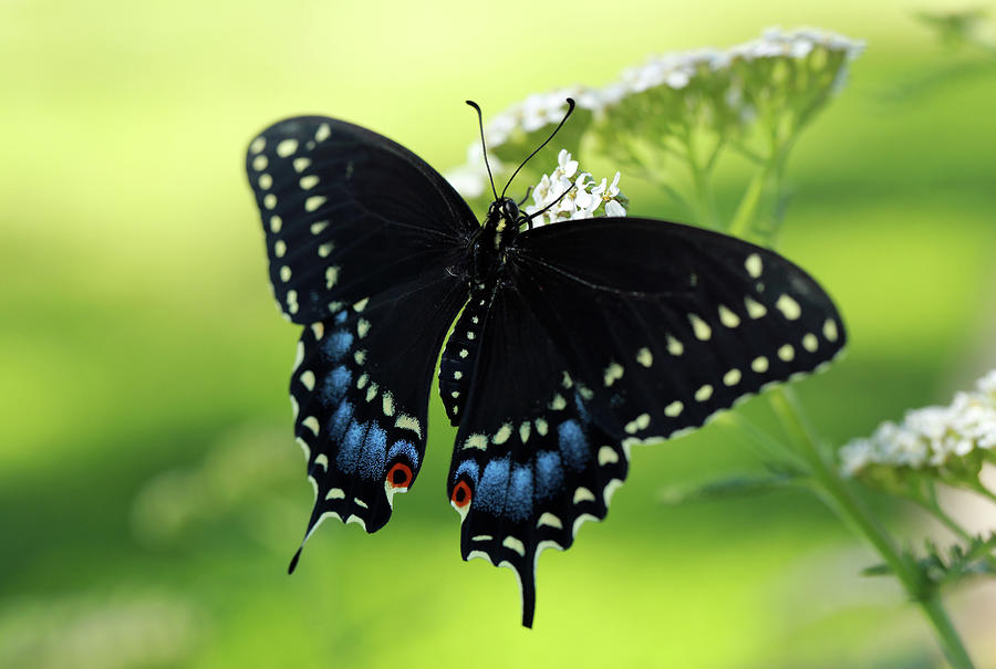 Black Swallowtail Photograph by Stamp City