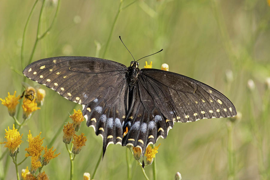 Black Swallowtail Photograph by Sue Cullumber