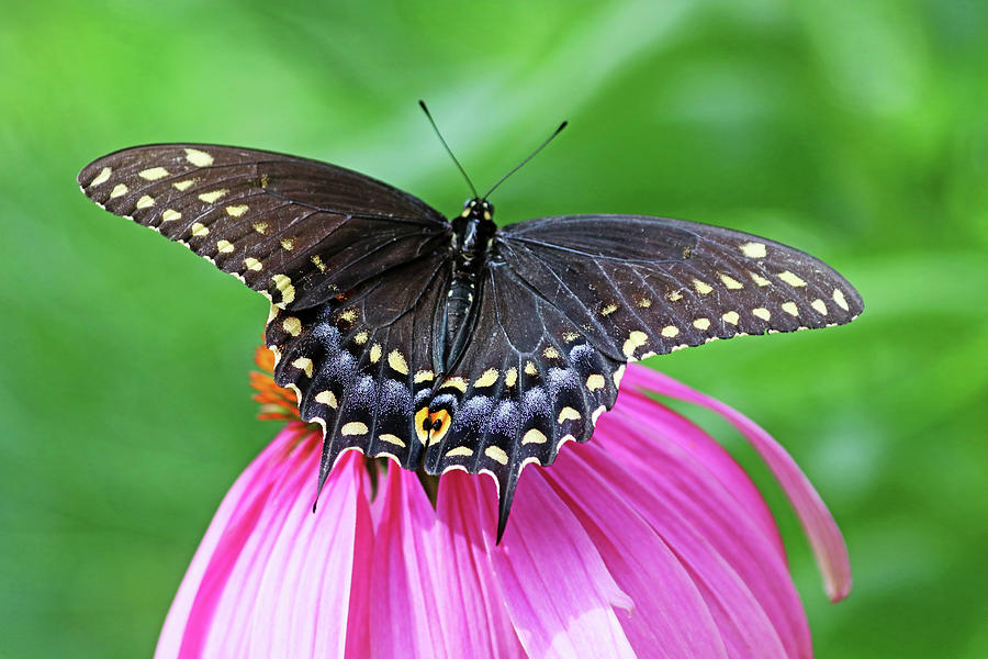 Black Swallowtail Wings Wide Open Photograph by Debbie Oppermann