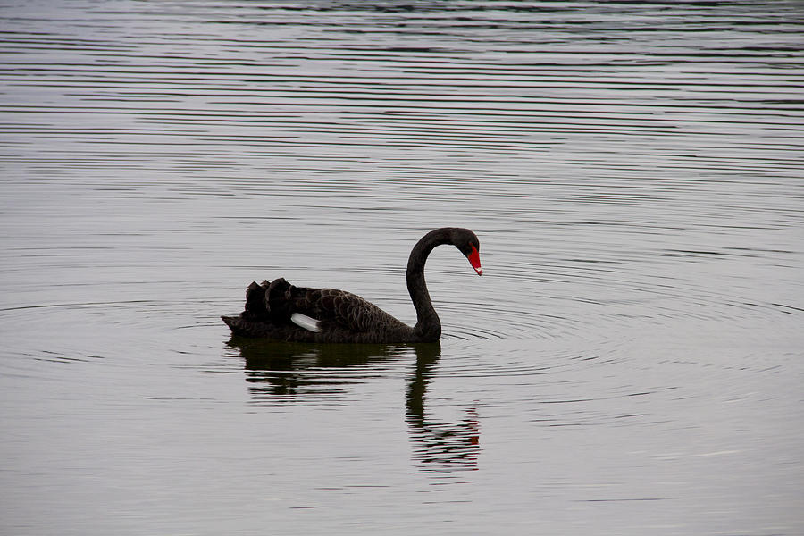 Black swan and reflection on a lake Photograph by David Epperson