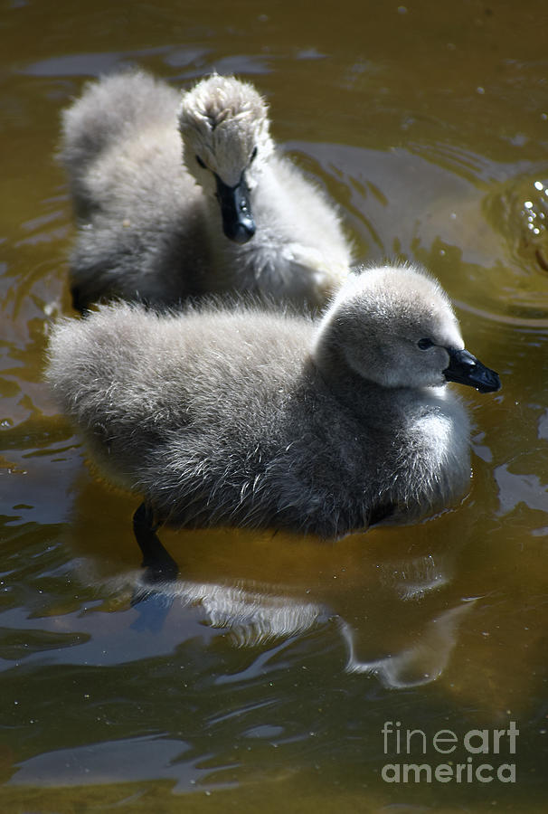 Black Swan Babies Photograph
