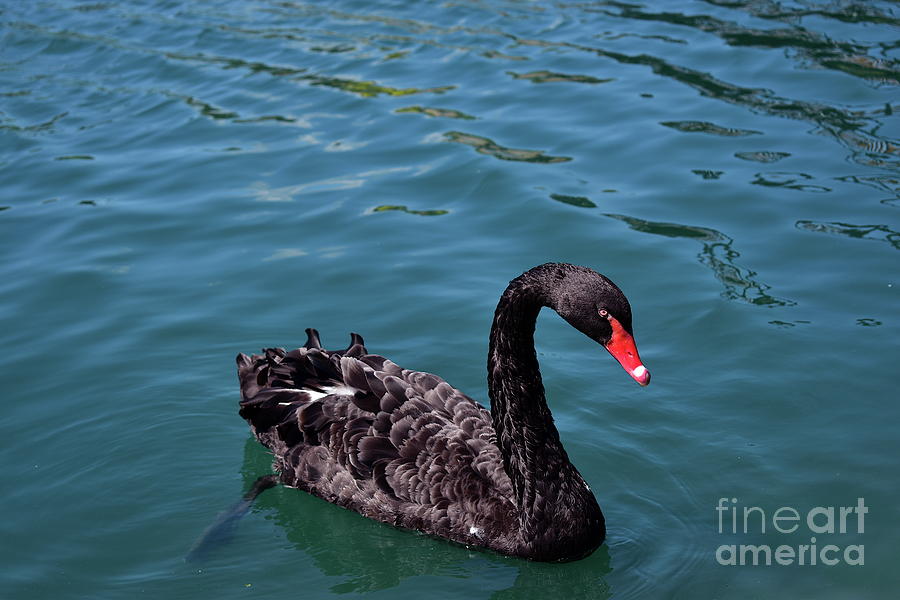 Black Swan Photograph by Bailey Maier