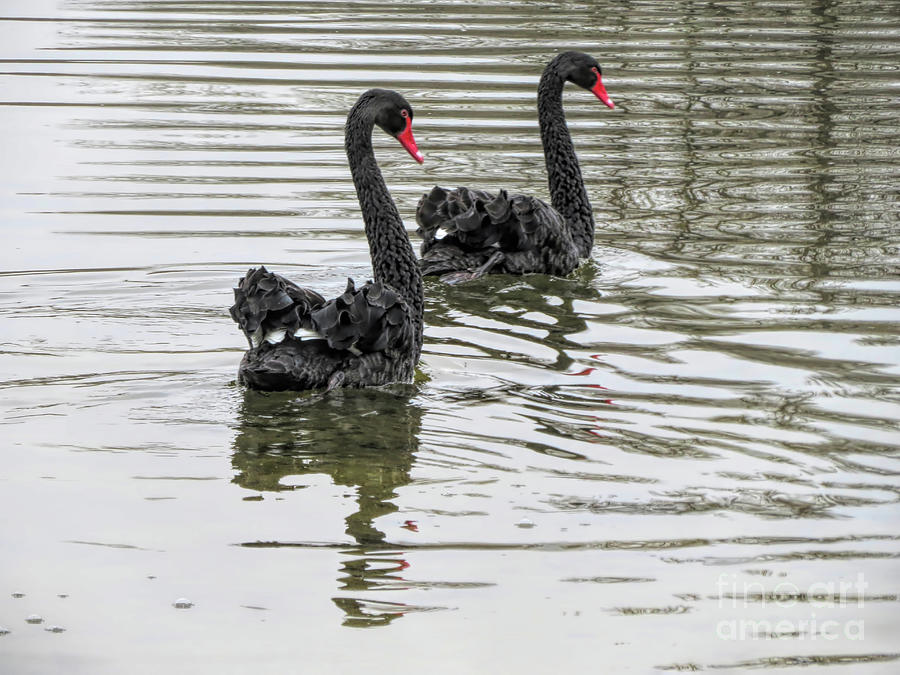 Black Swan Ballet Photograph by Elisabeth Lucas - Fine Art America