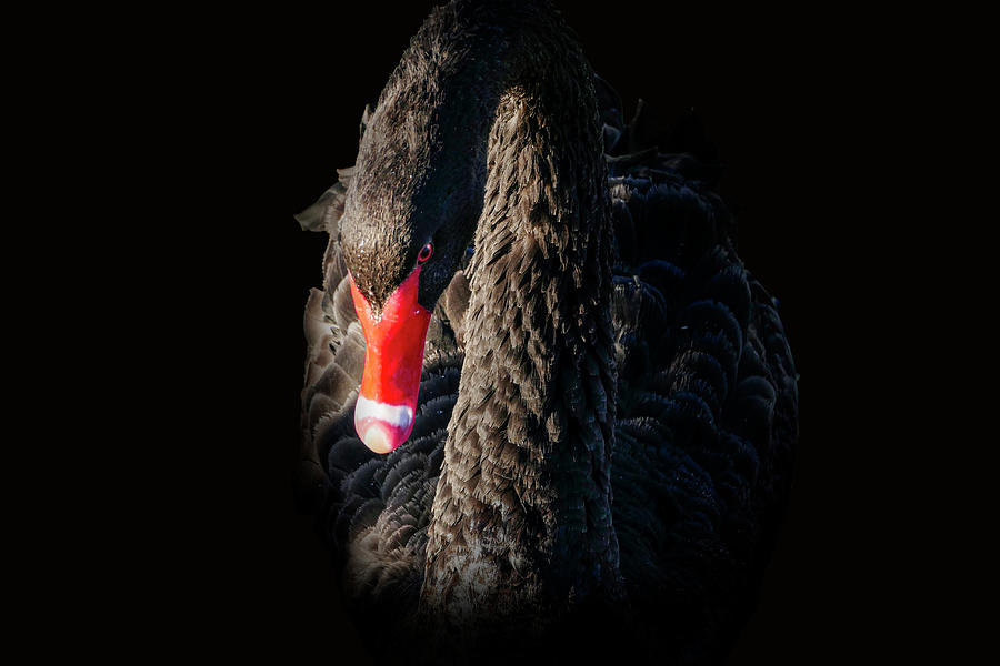 Black Swan Bird Photograph by Sandra Js