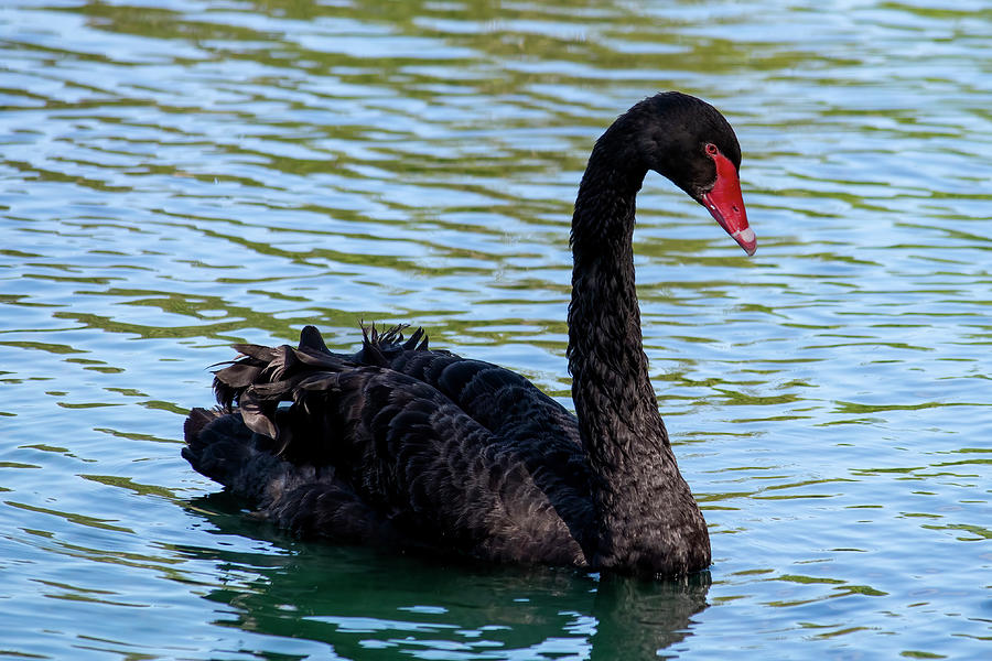 Black Swan Photograph by Bradford Martin