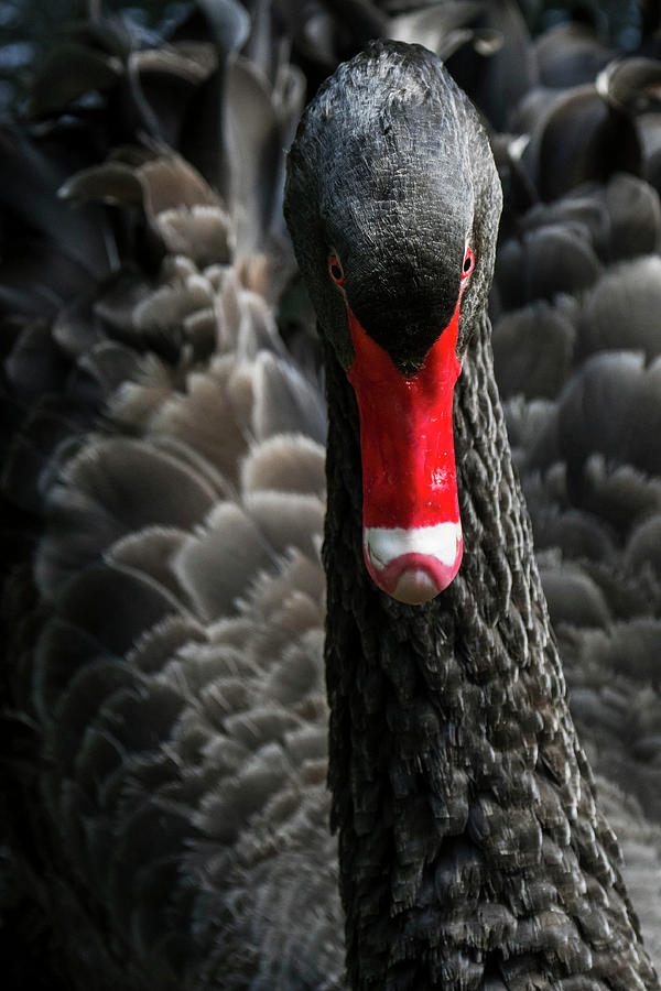 Black Swan Close Up Photograph by Arterra Picture Library