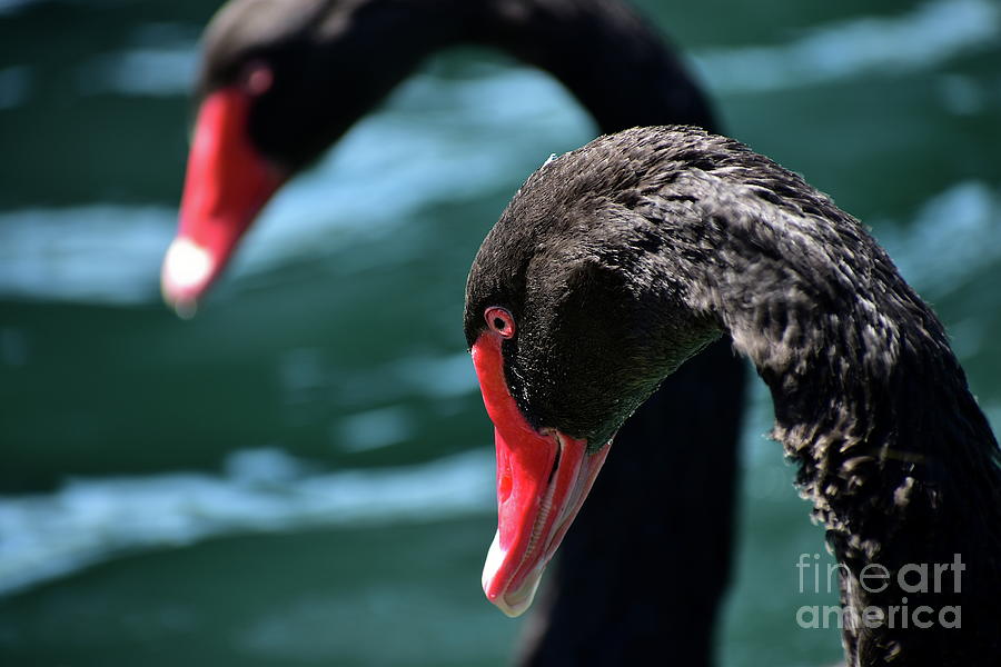 Black Swan Closeup Photograph by Bailey Maier