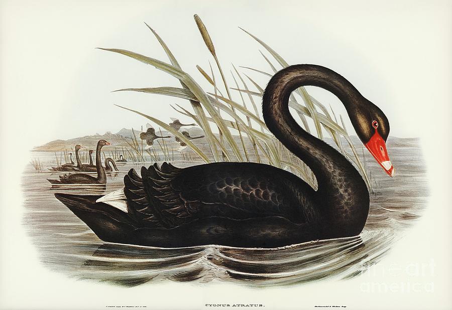 Black Swan Cygnus atratus illustrated by Elizabeth Gould 1804-1841 John Gould Painting Shop